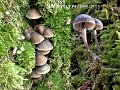 Mycena erubescens-amf2178